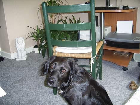 Dansk Spids Baloo - dette er zoya. Baloo´`s bedste  legekammerat. billede 6