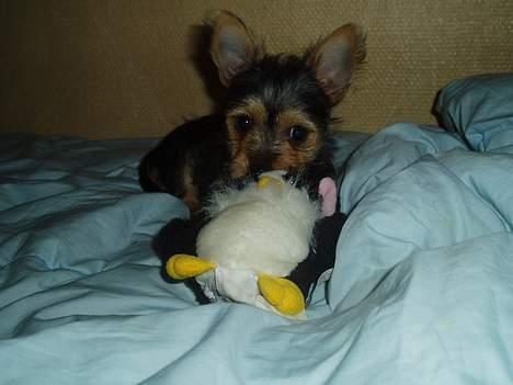 Blanding af racer ♥ Figne 'Nielsen' ♥ - Se min Bamse billede 12