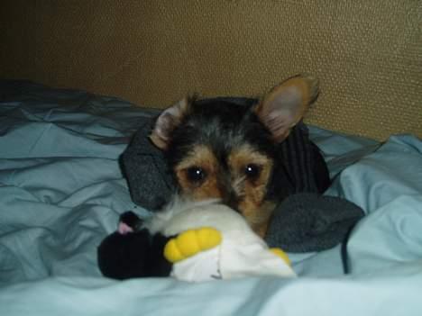 Blanding af racer ♥ Figne 'Nielsen' ♥ - Legesyge Mig billede 13