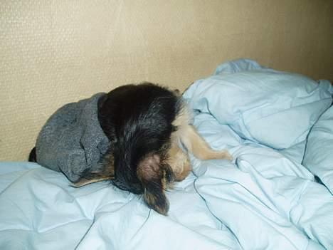 Blanding af racer ♥ Figne 'Nielsen' ♥ - Min hovedbund Klør :D billede 14