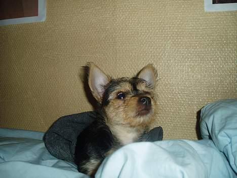 Blanding af racer ♥ Figne 'Nielsen' ♥ - Hva har du Set ? :P billede 15