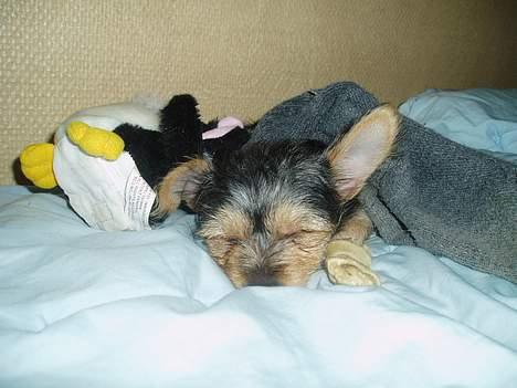 Blanding af racer ♥ Figne 'Nielsen' ♥ - Sovetid efter Leg ^.^ billede 16