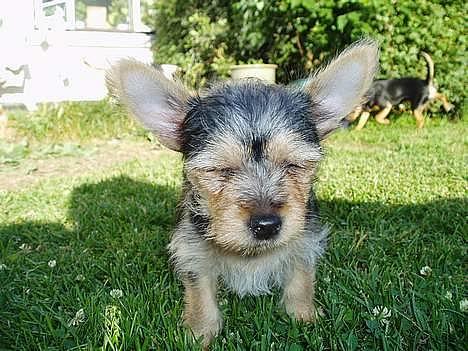 Blanding af racer ♥ Figne 'Nielsen' ♥ - Træææt =) billede 17