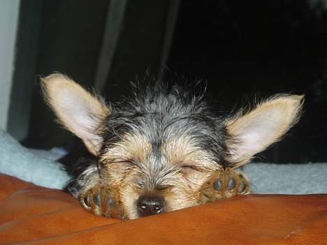 Blanding af racer ♥ Figne 'Nielsen' ♥ - Godnat alle Sammen ^.^ billede 18