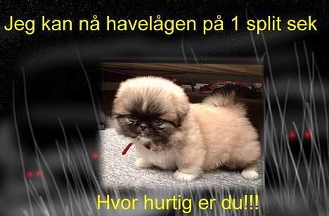 Pekingeser BOBBY - Tak til : * Marianne, Maxie og Silche * for det meget flotte billede.. billede 14
