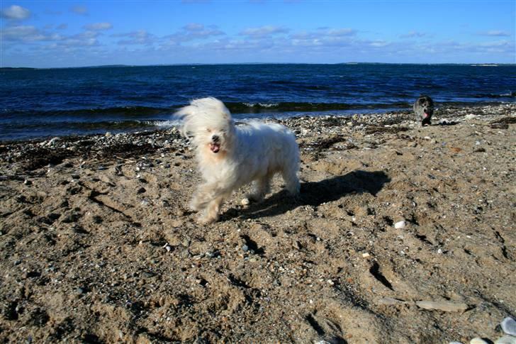 Bichon havanais Miki (Mikisoq) - Miki ved Kås strand billede 9