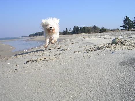 Bichon havanais Miki (Mikisoq) - Dejligt med luft i pelsen:-) billede 10