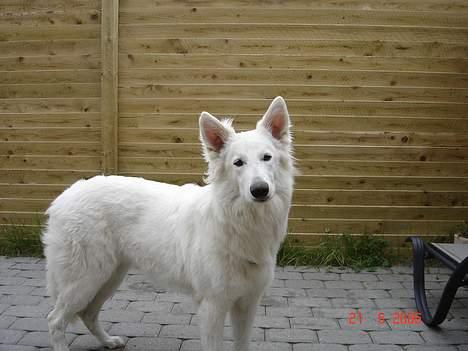 Hvid Schweizisk Hyrdehund Beyla - Stadig træt. billede 4
