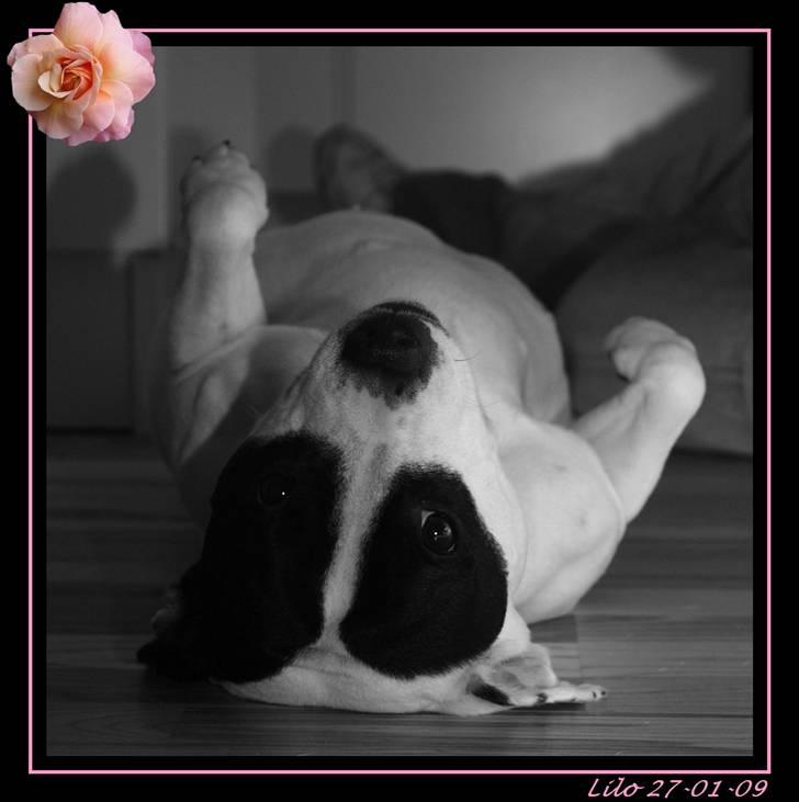 Staffordshire bull terrier Himmelhunden DKCH  Lilo - *Nyt* Lilo 2½, og drægtig. Billed taget af Charlotte, Jeanty Staff billede 1