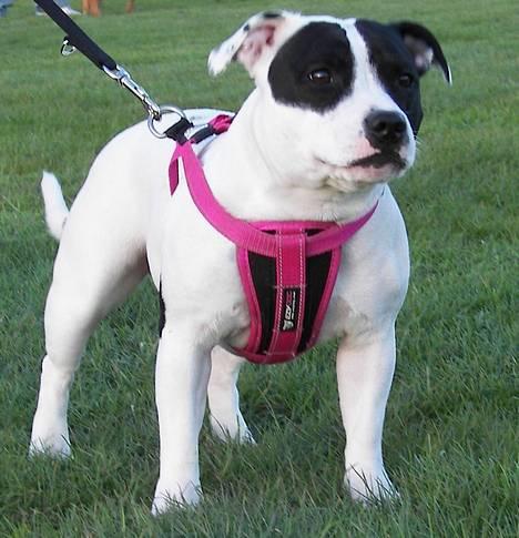 Staffordshire bull terrier Himmelhunden DKCH  Lilo - *Nyt* Lilo - 11 måneder billede 2