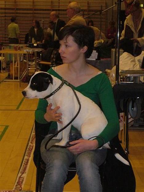 Staffordshire bull terrier Himmelhunden DKCH  Lilo - *Nyt* Venter på vi skal i ringen og bedømmes billede 3