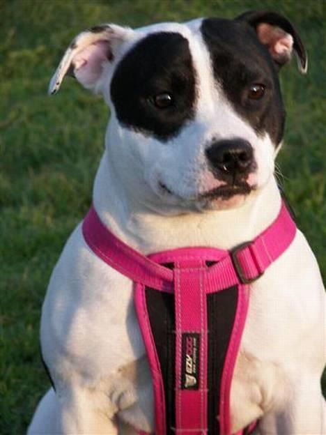 Staffordshire bull terrier Himmelhunden DKCH  Lilo - *Nyt* billede 4