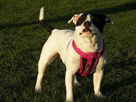 Staffordshire bull terrier Himmelhunden DKCH  Lilo - *NYT*  Se - en flyver *ss billede 5