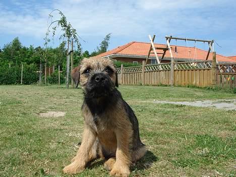 Border terrier Ronja billede 1