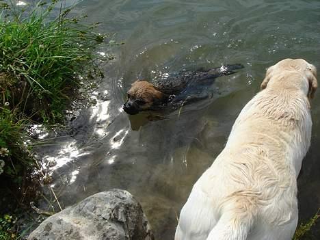 Border terrier Ronja - min første svømme tur billede 2