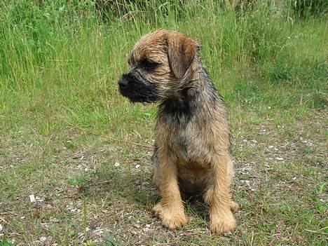 Border terrier Ronja billede 3