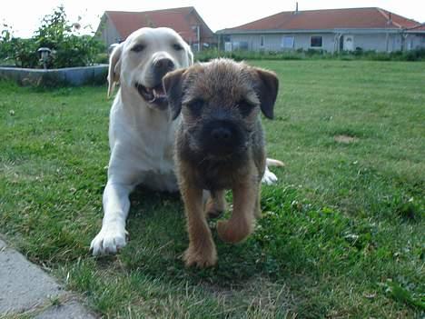 Border terrier Ronja - Her sammen med min søster  billede 4