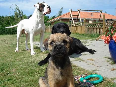 Border terrier Ronja - Her sammen med mine brødre billede 5