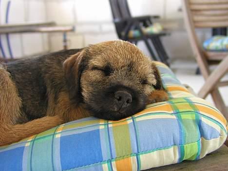 Border terrier Ronja - ZZzzzzzzzz billede 7