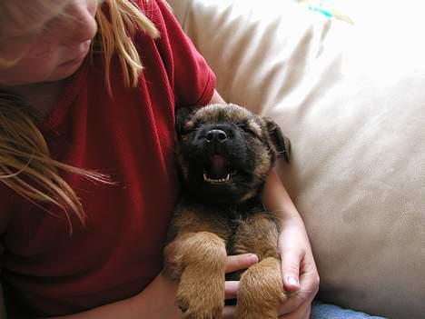 Border terrier Ronja billede 8