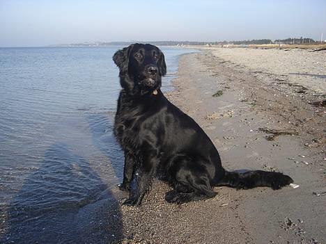 Flat coated retriever Gonzo - Strand hund....det er mig..... billede 17