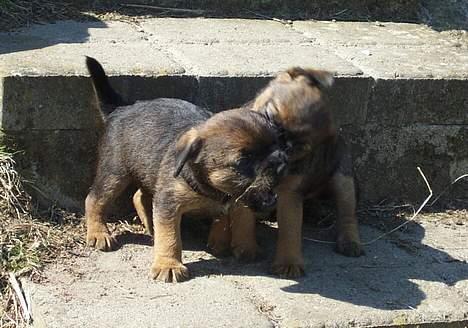 Border terrier Ronja billede 9