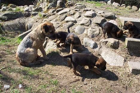 Border terrier Ronja billede 10