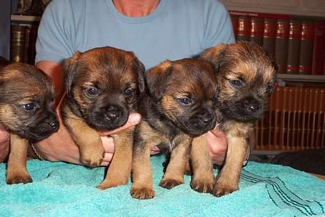 Border terrier Ronja billede 11