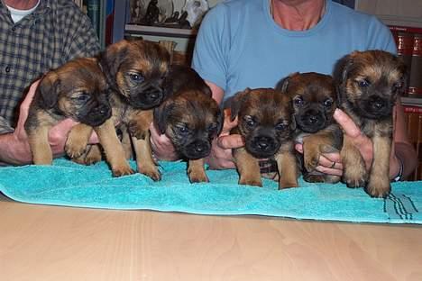 Border terrier Ronja - her er jeg med mine søskende billede 12