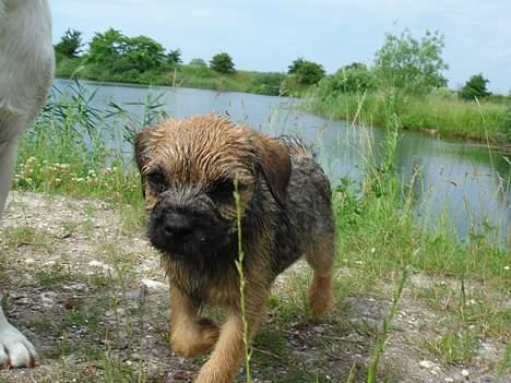 Border terrier Ronja - på jagt billede 13