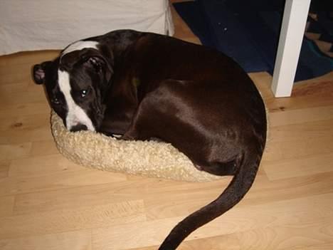 Amerikansk staffordshire terrier Kenzo billede 7