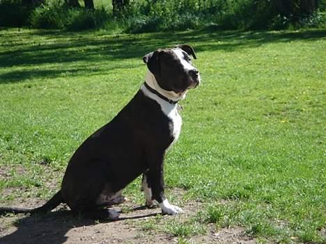 Amerikansk staffordshire terrier Kenzo billede 8