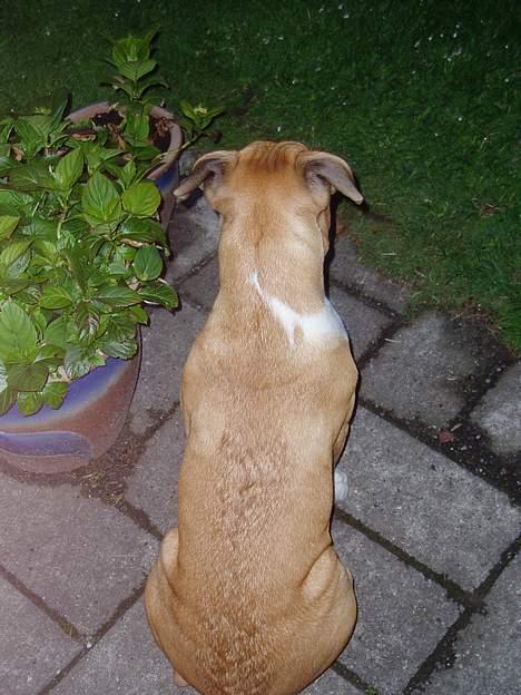 Amerikansk staffordshire terrier Tyson billede 9