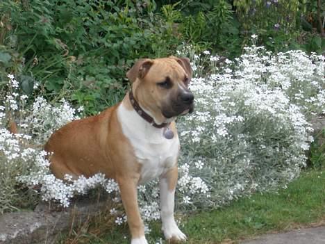 Amerikansk staffordshire terrier Tyson billede 10