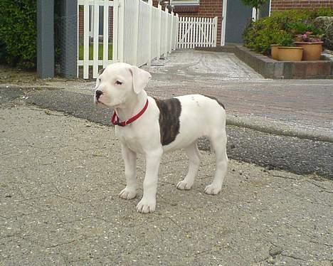 Amerikansk bulldog Frida (Kettner's De Luxe - første gåtur billede 8