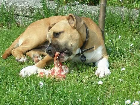 Amerikansk staffordshire terrier Tyson billede 11