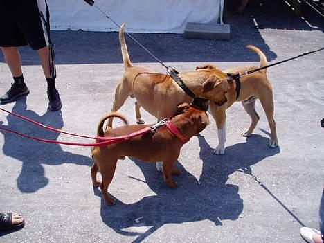 Amerikansk staffordshire terrier Tyson billede 12