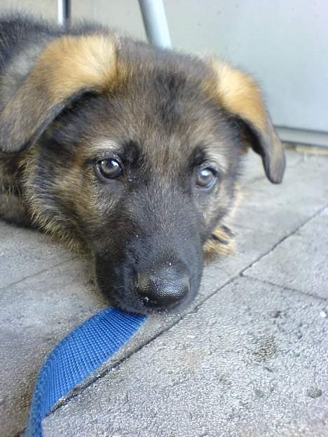 Schæferhund Hedegårds Hunter billede 12