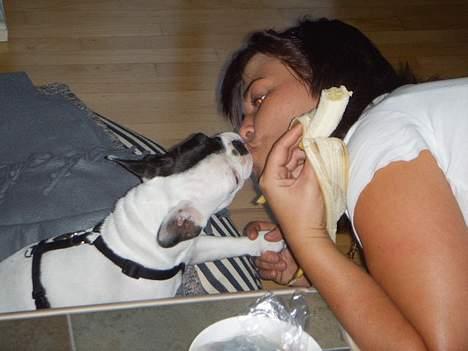 Fransk bulldog Joker - joker spiser banan fra sin mors mund.Og takker med sin pote.Grin. billede 10