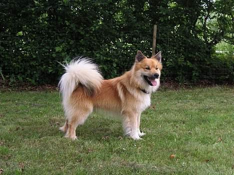 Islandsk fårehund Bliki - "Er jeg ikke bare en flot fyr?" billede 10