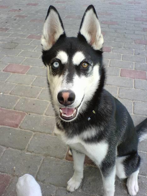 Siberian husky Buffy billede 1