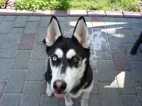 Siberian husky Buffy - Drille, drille drille.... billede 2