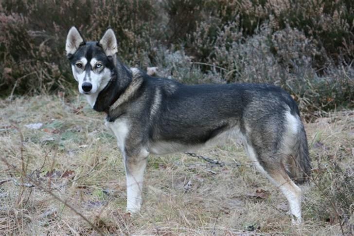 Siberian husky Caia billede 12