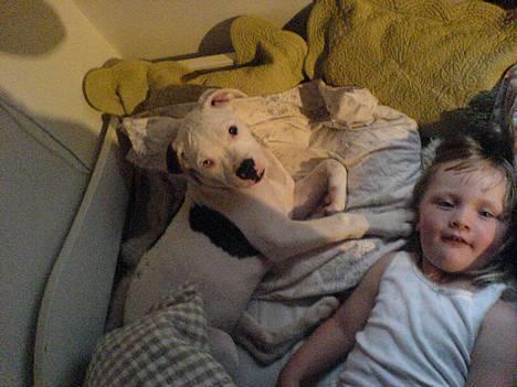 Amerikansk bulldog Frida (Kettner's De Luxe - Der hygges med Vega før sengetid. Se dengsehunden: "må jeg godt far???" billede 9