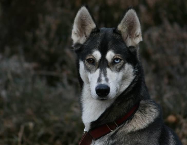 Siberian husky Caia billede 13