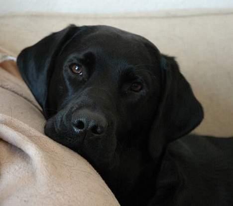Labrador retriever Sniper - Verdens smukkeste Labrador retriever (?) Sniper i sofaen. billede 1