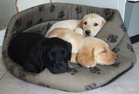 Labrador retriever Sniper - Sniper og hans søskende - kun 6 uger gamle - snupper sig en lur. billede 2