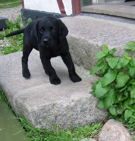 Labrador retriever Sniper - Sniper 8 uger gammel er kommet *hjem* og står på trappetrinet til døren. billede 3