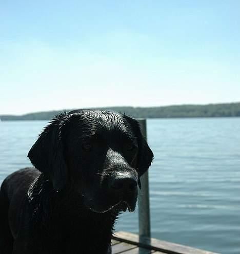 Labrador retriever Sniper - Sniper ved vandet... Det EEEEEEEeeeelsker han! billede 4