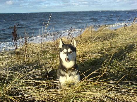 Siberian husky Buffy - Ved stranden  billede 3